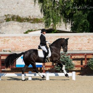 Magyar Díjlovagló és Fiatal Lovak Bajnokság 2017 (Lukasz Kowalski albuma)