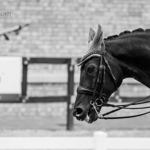 Magyar Díjlovagló és Fiatal Lovak Bajnokság 2017 (Lukasz Kowalski albuma)