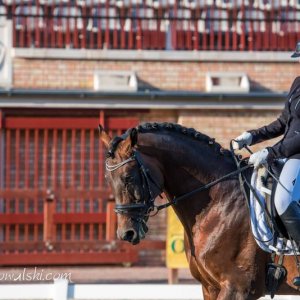 Magyar Díjlovagló és Fiatal Lovak Bajnokság 2017 (Lukasz Kowalski albuma)
