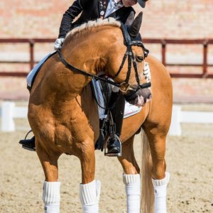 Magyar Díjlovagló és Fiatal Lovak Bajnokság 2017 (Lukasz Kowalski albuma)