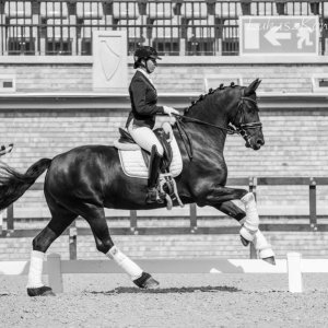 Magyar Díjlovagló és Fiatal Lovak Bajnokság 2017 (Lukasz Kowalski albuma)