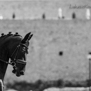Magyar Díjlovagló és Fiatal Lovak Bajnokság 2017 (Lukasz Kowalski albuma)